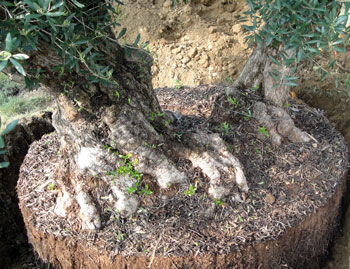 Manutenzione Prati e Giardini