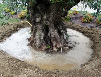 Manutenzione Prati e Giardini