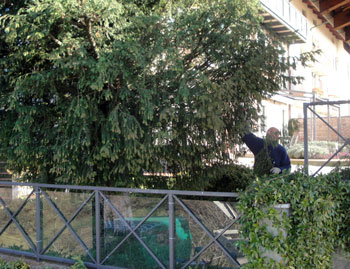 Manutenzione Prati e Giardini