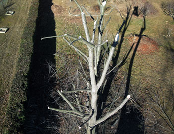 Manutenzione Prati e Giardini