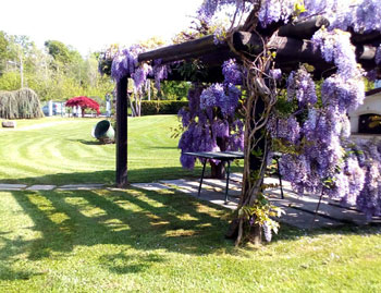 Manutenzione Prati e Giardini