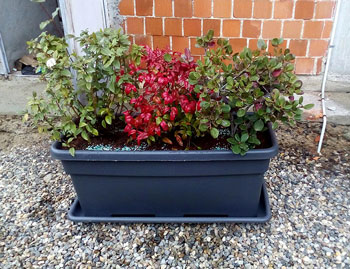 Vivaio e Piante Ornamentali Vivai Cederle