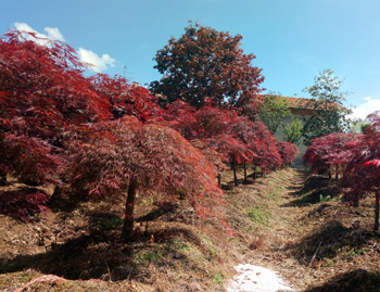 Vivaio e Piante Ornamentali Vivai Cederle
