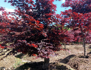 Vivaio e Piante Ornamentali Vivai Cederle