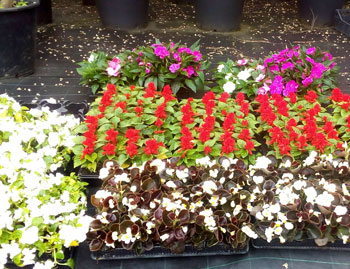 Vivaio e Piante Ornamentali Vivai Cederle