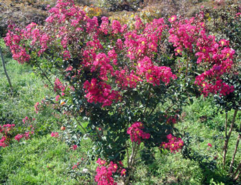 Vivaio e Piante Ornamentali Vivai Cederle