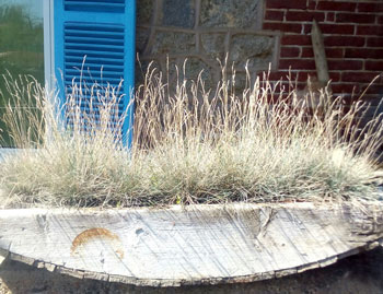 Vivaio e Piante Ornamentali Vivai Cederle