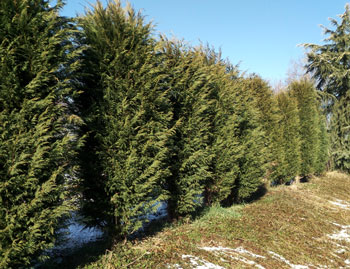 Vivaio e Piante Ornamentali Vivai Cederle