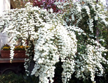 Vivaio e Piante Ornamentali Vivai Cederle