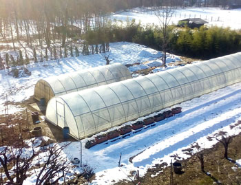 Vivaio e Piante Ornamentali Vivai Cederle