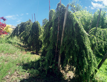 Vivaio e Piante Ornamentali Vivai Cederle